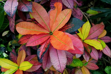 Colorful leaves of Croton plant