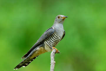 Beautiful grey bird perching on cthin urve branch over fine green background, himalayan cuckoo...