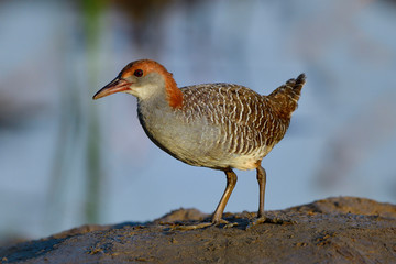 Beautiful grey to brown bird walking on dirt pole over water reflection, young Slaty-breasted Rail (gallirallus striatus)