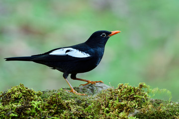 Black bird with white and grey feathers on its wings percing on mossy rock in nature