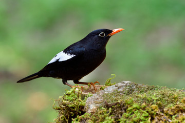 black bird with white wings yellow bills posting on green grass rock, amazed wild animal