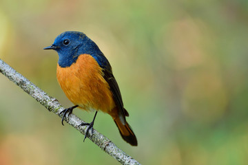 Blue-fronted Redstart (Phoenicurus frontalis) male bird has bright blue and orange feathers with sharp beaks and oval eyes happily perching on wooden stick