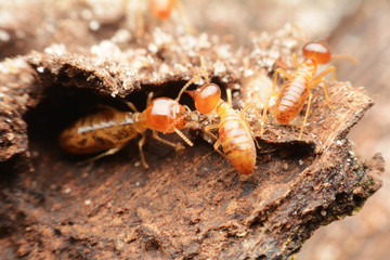 Close-up of worker termites on the forest floor

