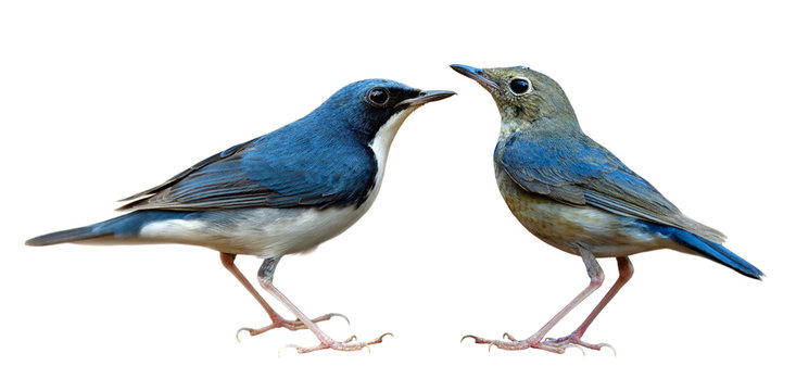Both male and female Siberian blue robin (Larvivora cyane) beautiful blue and white with pale grey bird isolated on white background