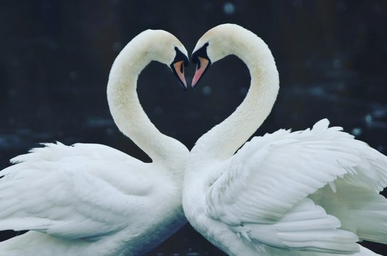 Close-up Of Swans Making Heart Shape