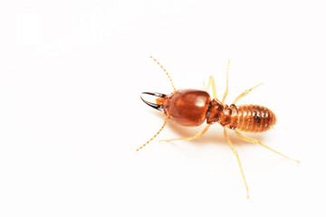 Termite on isolated whited background