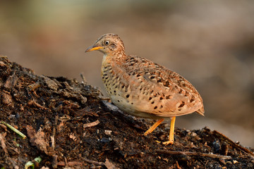 camouflage brown with yellow legs bird standing on tilt ground in wetland, yellow-legged buttonquail