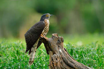 Camouflage grey wings with tripe chest and yellow eyes perching on timber in green grass garden, Large hawk-cuckoo (Hierococcyx sparverioides)