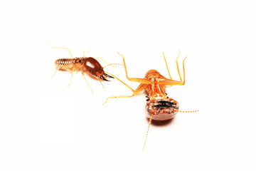 Termite on isolated whited background