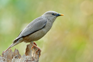 chestnut-tailed starling or grey-headed myna (Sturnia malabarica) perching on top of timber
