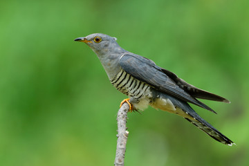 Exotic grey with stripe belly and yellow eye rings proud perching on thin branch in nature, Himalayan cuckoo (Cuculus saturatus)