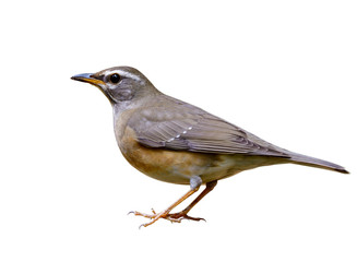 Eyebrowed thrush (Turdus obscurus) fine grey wings with pale yellow belly and white brow bird isolated on white background, exotic avian