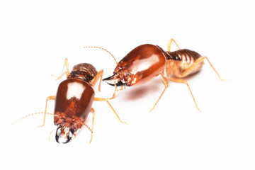Termite on isolated whited background