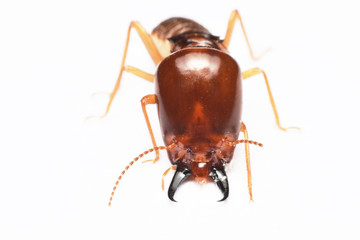 Termite on isolated whited background