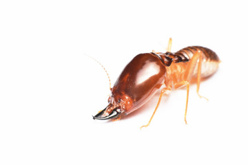 Termite on isolated whited background