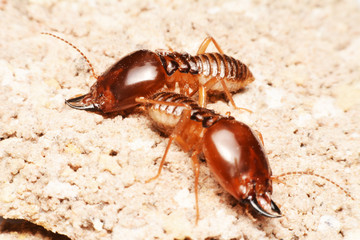Close-up of worker termites on the forest floor
