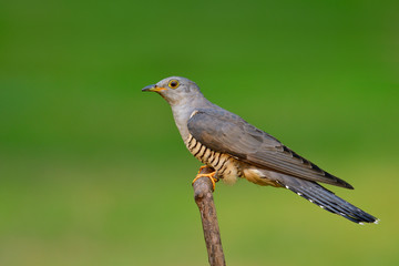 fine grey bird with black stripe belly and yellow eye rings perching on wooden branch over soft blur background, eurasian cuckoo (Cuculus saturatus)