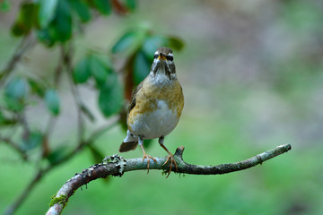 funny brown to white with grey wings perching on tree branc in very low light moment, Eyebrowed thrush (Turdus obscurus)