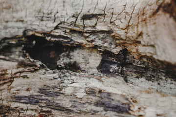 Natural wooden texture background. Closeup macro of old aged tree bark. Abstract oak tree nature backdrop or a wallpaper. Unusual pattern surface with cracks, holes, curvy shape lines.