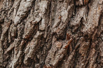 Natural wooden texture background. Closeup macro of old aged tree bark. Abstract oak tree nature backdrop or a wallpaper. Unusual pattern surface with cracks, holes, curvy shape lines.