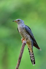 Himalayan cuckoo (Cuculus saturatus) beautiful grey bird calmly sitting on dried wooden branch over blur green background