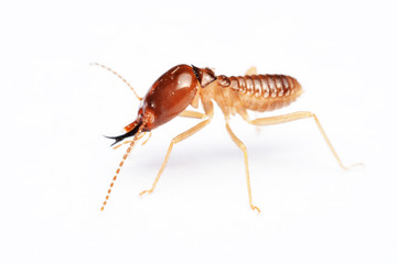 Termite on isolated whited background
