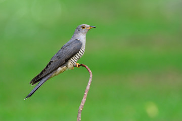 Himalayan cuckoo (Cuculus saturatus) perching on thin curve branch in fresh green meadow field