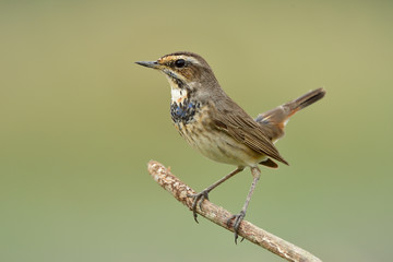 Juvenile, young brown bird with black and blue feathers on its chest happy perching on thin branch over fine green background, Bluethroat (luscinia svecica)