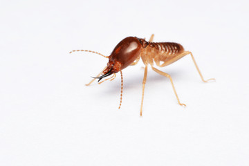 Termite on isolated whited background