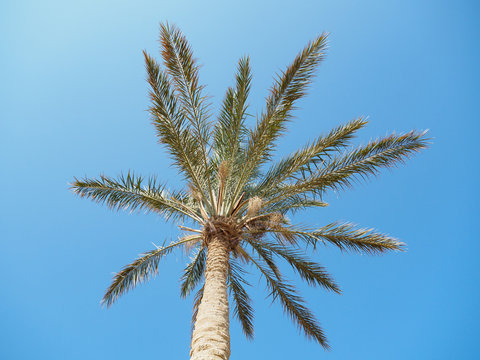 Green thatch palm on background of clear blue sky, medium view. Palm tree, bottom up view. Egypt in february. Selective soft focus. Blurred background