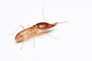 Termite on isolated whited background