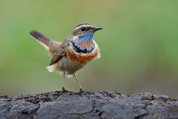 Lovely puffy brown bird with orange and blue feathers on its chin standing on soil rock over fine green bakground, bluethroat male