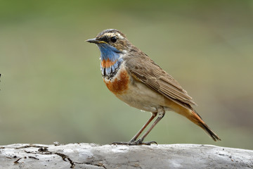 Fototapeta premium Luscinia svecica in migration season found in Thailand couple days before moving back to western, bluethroat male