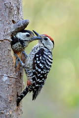 male bird with read head perching on tree with his baby facing out of hole nest, lovely animal family in nature