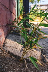 Resilient bamboo branch growing between concrete and bricks