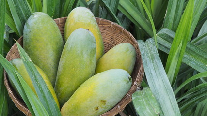 Mango tropical fruit in wooden basket put on green leaf background