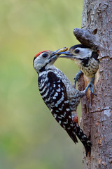 Male of fulvous-breasted woodpecker keep feeding its baby in wooden nest during breeding season in Thailand