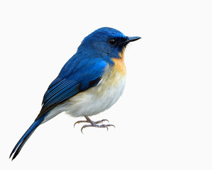 Male of Tickell's or Indochinese blue flycatcher (Cyornis tickelliae) in fuffly feathers with details of beak head face body wings tail legs and feet isolated on white background
