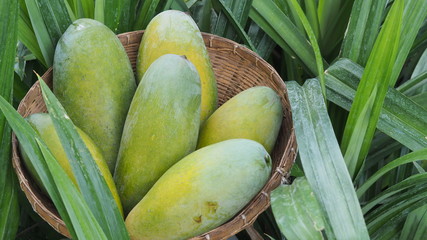 Mango tropical fruit in wooden basket put on green leaf background