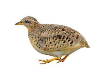 Pale camouflage brown to yellow bird with big eyes and short tail isolated on white background, Male Yellow-legged Buttonquail (Turnix tanki)
