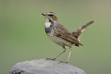 Proud bird on the rock over fine green background in nature, happy wild animal