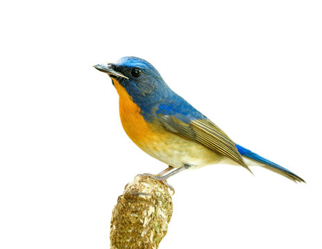 Proud of Chinese blue flycatcher (Cyornis glaucicomans) beautiful natural blue and orange bird isolated on white background