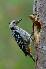Smallest camouflage black and white woodpecker with red head perching beside its hole nest on the tree, fascinated wild animal
