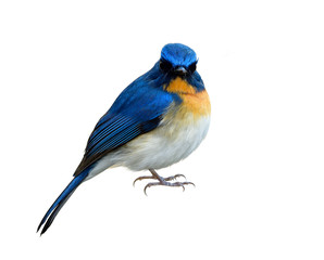 Straight face of fuffly feathers bird isolated on white background, angry bird, Male of Tickell's or Indochinese blue flycatcher (Cyornis tickelliae)