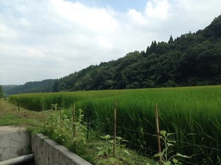 Fototapeta na wymiar rice field in Japan
