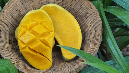 Mango tropical fruit in wooden basket put on green leaf background