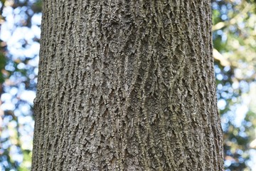 American tulip tree (Liriodendron tulipifera) /Magnoliaceae deciduous tree