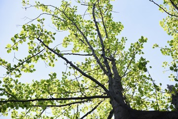 American tulip tree (Liriodendron tulipifera) /Magnoliaceae deciduous tree