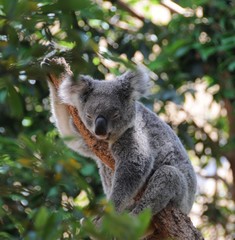 snooze time koala