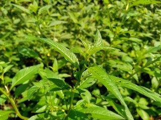 Close up green Jussiaea linifolia (Fissendocarpa linifolia, Ludwigia linifolia, Ludwigia hyssopifolia) with natural background.